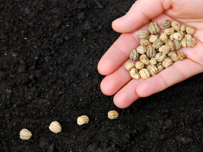 gif seed