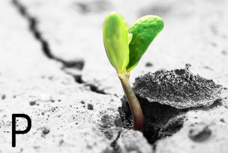 gif seed